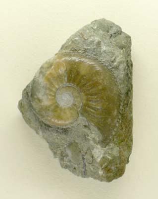 Jurassic ammonite, Amaltheus margaritatus, from the south Dorset coast, England