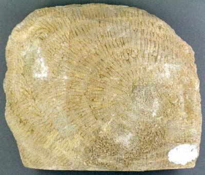 Dibunophylum bipartitum, a Carboniferous solitary coral from the north of England
