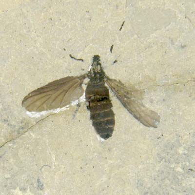 Dipteran insect, Plecia species, from the Oligocene lake deposits near Le Puy-en-Valay, France