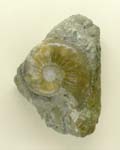 Ammonite, Amaltheus margaritatus, Jurassic, South Dorset coast, England.