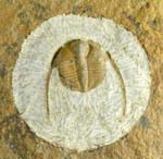 Trilobite, Anebolithus simplicior, from Wales.