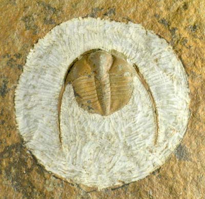 Ordovician trilobite, Anebolithus simplicior, from mid Wales.jpg