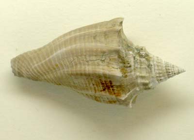Eocene gastropod, Athleta luctator, from the Barton clay, Hampshire, England