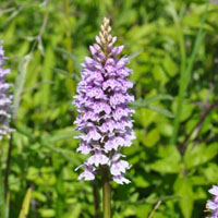 Common Spotted Orchid,Dactylorhiza fuchsii 