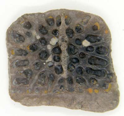Crocodile scutum from the Eocene London Clay strata of Kent