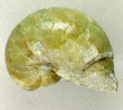 Cretaceous nautilus Cymatoceras deslongchampsionensis from the Isle of Wight, England