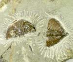 Trilobite, Dalmanites myops, Silurian, Ludlow, England.