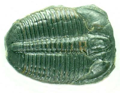 Cambrian trilobite, Elrathia kingii, from
              Utah, U.S.A.