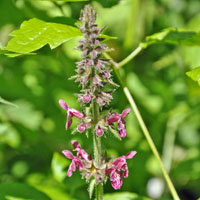 Hedge Woundwort, Stachys silvatica