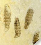 Larval stage of Dipteran Hypoderma species, Eocene, Green River area, USA.