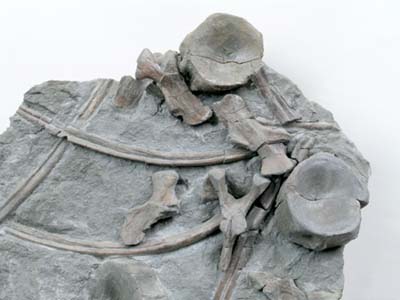 Ichthyosaurus bones from the Lower Jurassic, found on a beach in Somerset