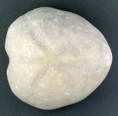 Micraster cortestudinarium, a common sea urchin found in the Cretaceous Chalk of Kent, England