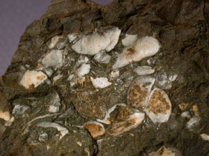 Brachiopods in scree picked up from the base of an exposure - Site No.5