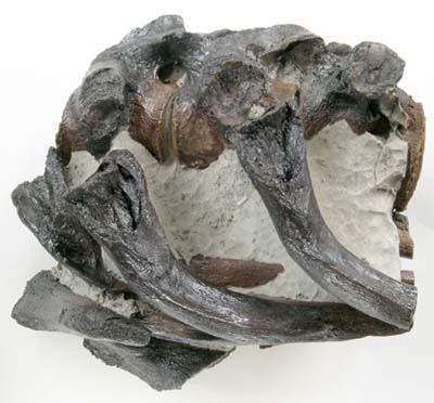 Three Jurassic plesiosaur vertebrae found holding open the door of a taxidermist's shop