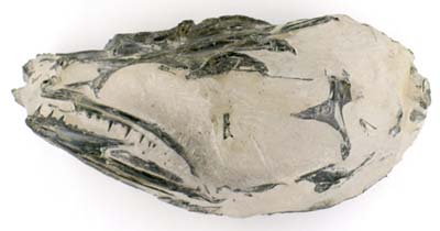Skull of Eocene fish, Rhinocephalus planiceps, from Sheppey, Kent