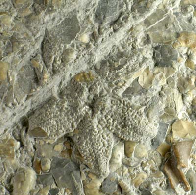 Unidentified Upper Triassic starfish from the Somerset coast, England