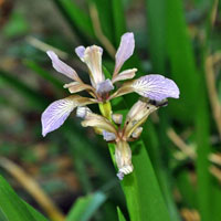 Stinking Iris, Iris foetidissima