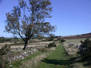 Footpath along the lower western slope of the Stiperstones ridge