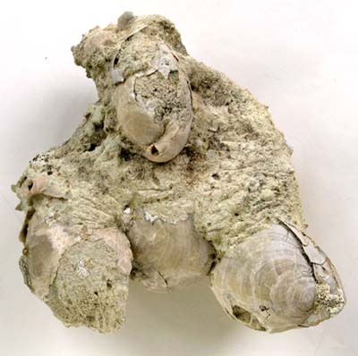 brachiopod, Terebratula ampulla, from the Greek Island of Milos